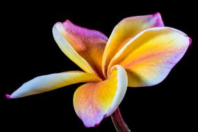 purple yellow blooming plumeria