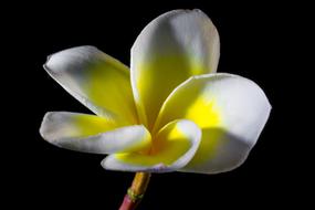 Frangipani Plumeria Flower close-up on black background