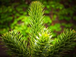 green Palm Holly