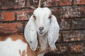 sacrificial goat in a temple in Assam, India