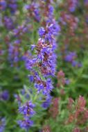 Hyssop Plant blue