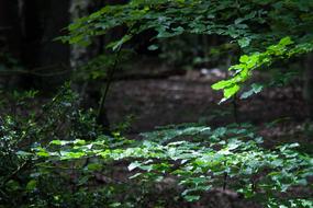 Beech Tree Holly