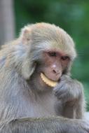 portrait of Monkey Nepal Temple