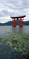Japan Goal Zen water