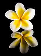 photo of two yellow-white plumeria buds