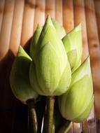 green lotus bud close up