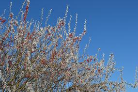 Russia bush and blue sky