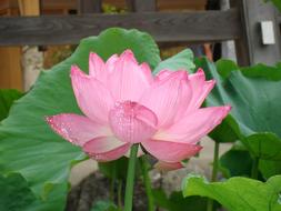 Flower Lotus close-up