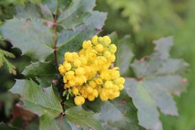 Holly Yellow Flower