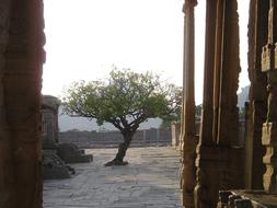 Beautiful, green tree at the beautiful temple site in India