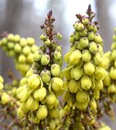 Close-up of the beautiful, yellow and green Holly flowers, in the winter