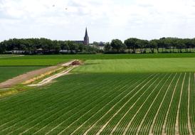 green farm fields in the Netherlands