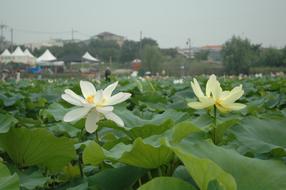 Lotus Flowers at Nature