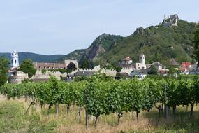 Beautiful and colorful landscape with plants and buildings in Dürnstein, Austria