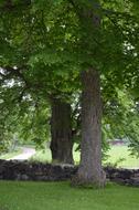 Stone Wall Church Trees