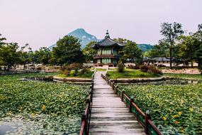 Mountain Trees Plants landscape