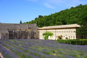 Beautiful, blooming lavender field of the Abadia de SÃ©nanque, near the green trees in Gordes, France