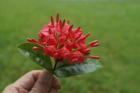 Frangipani Buds Plumeria