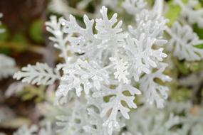 White Plants at Garden