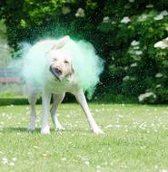 funny dog in holi paint