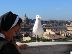 Rome City Architecture seagull