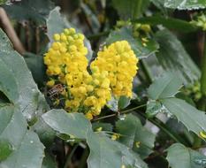 yellow Holly Ilex Winter Berries