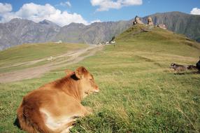 red cattle rests on meadow in scenic landscape