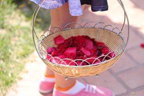 Girl With A Basket Of Red Rose Petals On Corpus Christi Feast