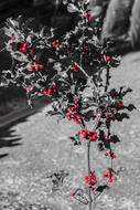 monochrome photo of holly red balls plants