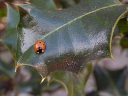 Ladybug Holly on leaf