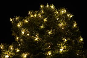 Christmas Tree in yellow light at night