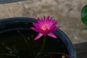 purple lotus in a pot