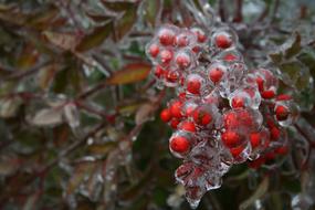 Close-up of the beautiful, red Holly berries and colorful leaves in ice, in the winter