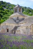 a field of blooming lavender near Notre Dame Cathedral