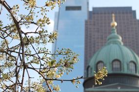 Budding Buildings and Tree