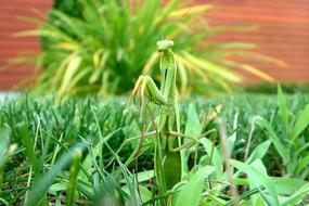 green Mantis Insect Religiosa