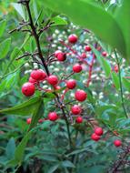 red berries on a bush in nature