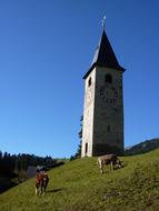 Cute, colorful and beautiful cows on the colorful hill with the church steeple in Parpan, Switzerland, under the blue sky