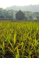 view across the green field at Temple Prambanan