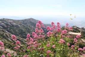 Butterflies Flowers on mountains