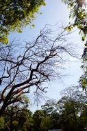 view through the trees to the clear sky