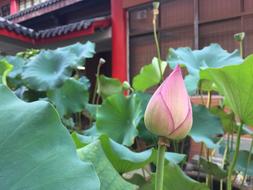 Religion Buddha temple and lotus flower