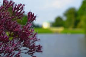 Beautiful and colorful, blossoming plants near the pond in Karlsaue, Kassel, Germany