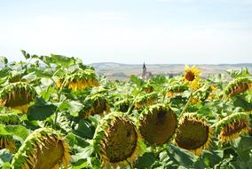 field with ripe sunflowers