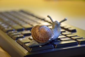 snail on the keyboard