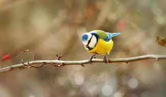 Crested Tit on a branch close-up on a blurred background