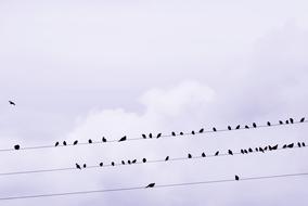 black rooks birds sit on electric wires