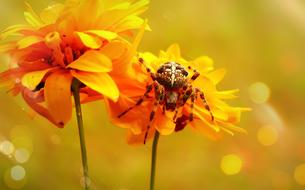 spider cross on an orange flower