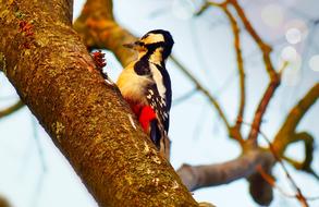 red Woodpecker Bird