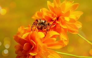 crusader spider on orange flowers in the garden